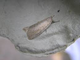 Image result for Chilodes maritima