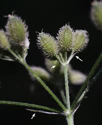 Image result for Torilis