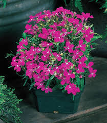 Image result for foto Lobelka