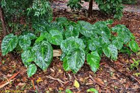 Image result for Remusatia