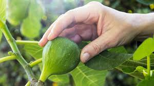 Ficus carica is the type species of the genus ficus, containing over 800 tropical and subtropical plants. How To Grow A Fig Tree In Your Own Backyard The Neff Kitchen