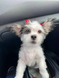 Abby Gail Fountain · Dog and Cat Photo Contest · Kirbyville, TX