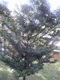 Image result for Diospyros ferrea