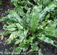 This fern with unique wrinkled leaves gets about 5 feet long and grows through the underground rhizome. Microsorum Musifolium Alligator Fern Crocodile Fern Toptropicals Com