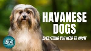 Named after the capital of its origin, the havanese, also affectionately known as the silk dog, is the national emblem of cuba. Top 9 Best Havanese Breeders In Texas Tx State 2021 Wowpooch