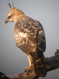 Soal yang ditanyakan pada materi ini adalah 'apa yang dapat kamu lakukan untuk ikut melestarikan burung elang jawa?' Elang Jawa Ensiklopedia Indonesia