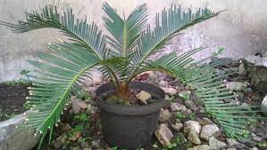 Bisa jadi karena alasan itupula lah maka banyak yang menyukai tanaman ini. Cara Menanam Tanaman Sikas Di Pot Untuk Tanaman Hias Di Rumah Faunadanflora Com