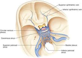 The Cavernous Sinus Drainage System Great Image Medical Anatomy Anatomy Craniosacral Therapy