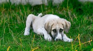Also what does a wolf spider bite look like with pictures? 6 Ways To Deal With A Spider Bite On A Dog Dogly Mail