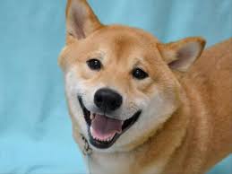 Why buy a shiba inu puppy for sale if you can adopt and save a life? Ronin Oregon Humane Society