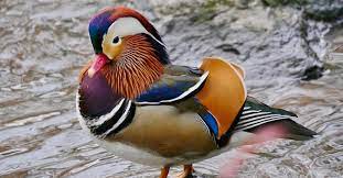 The central park mandarin duck, also known as mandarin patinkin or the hot duck, is a male mandarin duck seen at the pond in new york city's central park starting in late 2018. Beautiful Photos Of The Mysterious Mandarin Duck Of Central Park Untapped New York