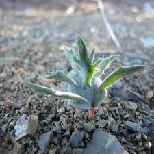 Image result for Eriospermum andongense