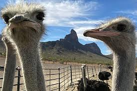 Download free books in pdf format. Rooster Cogburn Ostrich Ranch Phoenix Az Spenditin Com