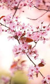 Semakin kamu membuat banyak sketsa bunga sakura, semakin cantik juga hasil yang akan kamu dapat. 80 Ide Bunga Sakura Bunga Sakura Bunga Sakura