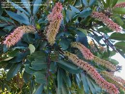 Image result for Cunonia