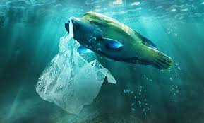 Wir produzieren plastik, werfen es ins meer, wo es die dort lebenden tiere essen. Mull Und Plastik Im Meer Sailer Verlag