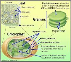 Name a plant cell that has chloroplasts. Where Are Chloroplasts Mostly Found Quora