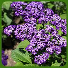 Image result for Heliotropium harareense