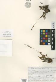 Image result for Anemia angolensis