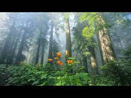 Ouça aqui playlist de músicas relaxantes do youtube sem aqueles anúncios chatos no meio das músicas. Beautiful Relaxing Music Peaceful Piano Music Guitar Music By Soothing Relaxation Youtube Piano Music Relaxing Music Relaxing Music Sleep
