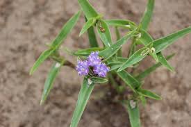 Image result for Cyanotis lanata