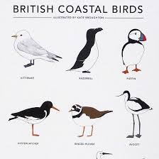 Birds With Red Heads Uk British Coastal Birds Google Search Coastal Birds Bird Prints British Seaside