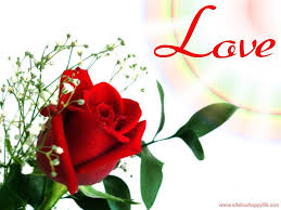 , to apply the wallpaper on pc, you need to download our imdesktop software which gives users the ability to integrate our collected hd images as your personal computer desktop wallpaper. Love Rose Flower Wallpapers Wallpaper Cave