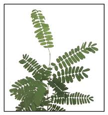 Image result for Abrus melanospermus