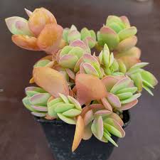 Image result for Kalanchoe rotundifolia