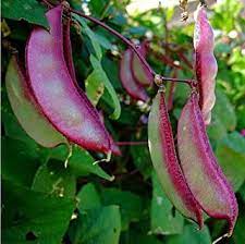 Allow 4 to 5 weeks of growth prior to grazing for cattle. Amazon Com Lablab Seed