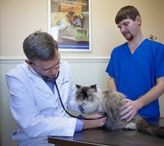 We did not find results for: North Churton Animal Hospital Veterinarian In Hillsborough Dr Miller