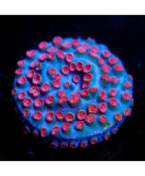 Cyphastrea Sp Reefgen Perseid Meteor Shower Cyphastrea 1 Stock Frag New Marine Fish Perseid Meteor Shower My Favorite Things