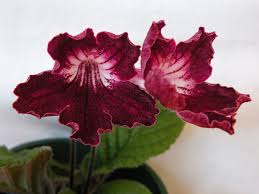 Image result for Streptocarpus leptopus