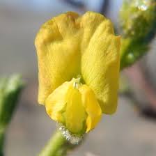 Image result for Melolobium