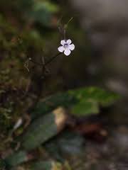 Image result for Streptocarpus hirticapsa