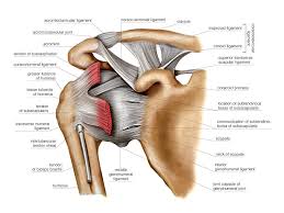 • during abduction of the shoulder joint, the supraspinatus tendon is exposed to friction against the acromion. Shoulder Joint Photograph By Asklepios Medical Atlas