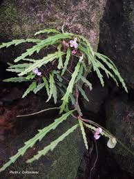 Begonia Sp Madagascar Begonia Perennial Flowering Plants Flowers Perennials