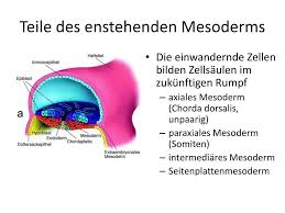 Check spelling or type a new query. 29 Entwicklung Der Wirbelsaule Und Des Rumpfes Ppt Herunterladen