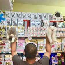 Klinik haiwan kota, kampung surau pdg enggang, 15150 kota bharu, kelantan, malaisia, fotode, kommentaare. V Care Klinik Haiwan Home Facebook