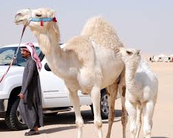 Excuse me, how do i get to the hospital? Tales Of The Bedouin Part Xi A Memorable Day Out The Camel Beauty Pageant