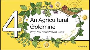 Image result for Brachycome mossambicensis