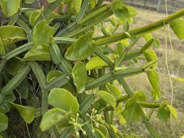 Image result for Cissus