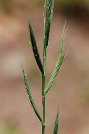 Image result for Brachypodium