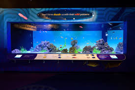 Shedd Aquarium Underwater Beauty Troop Contracting 630 568 5252 Patriotically Building America In 2020 Aquarium Shedd Aquarium Underwater
