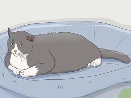 If thereis a stray cat hangingaroundyour home or work, youmaywant to know whatyoucan do to help. How To Gain A Cat S Trust 14 Steps With Pictures Wikihow