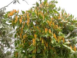 Image result for Englerina