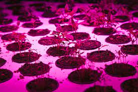Usa designed & engineered · 50,000 hour lifetime Gallery Of The Plant An Old Chicago Factory Is Converted Into A No Waste Food Factory 2
