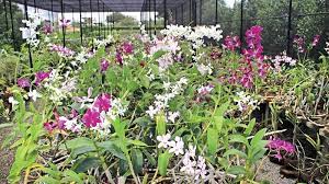 Orchid Flower Exporters Sri Lanka Best Flower Wallpaper