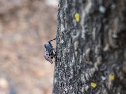 How to get rid of lanternflies in your yard? How To Get Rid Of Lanternflies Naturally Ultimate Tutorial Bugwiz
