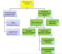 Print Map Quiz Nervous System Diagram